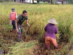 Tingkatkan Perekonomian Masyarakat, Kodim 0801/Pacitan Bantu Petani Panen Padi