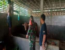 Jalin Silahtuhrahmi, Babinsa Komsos Dengan Peternak Sapi