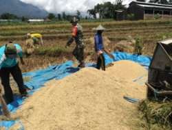Jaga Lumbung Pangan, Babinsa Koramil Kendal Bantu Warga Masyarakat Panen Padi