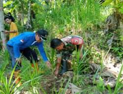 Dalam Rangka Hari Desa Asri Nusantara, Babinsa Koramil 0801/01 Pacitan Ikuti Penanaman Pohon