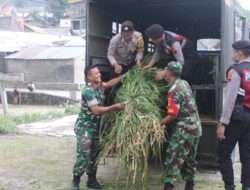 TNI Polri Boyolali Ngarit Beri Pakan Ternak Warga Dampak Erupsi