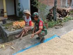 Dukung Ketahanan Pangan, Babinsa Bantu Dan Memonitor Hasil Panen