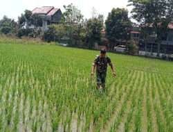 Tingkatkan Hasil Pertanian, Babinsa Karangasem Dampingi Gapoktan Basmi Hama Padi