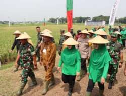 Kapolres Gresik bersama Forkopimda Dampingi Pangdam V/Brawijaya Panen Padi