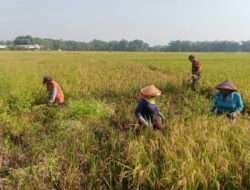 Babinsa Posramil Gerih Dampingi Petani Panen Padi Di Wilayah Binaannya