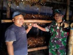 Tingkatkan Perekonomian Masyarakat, Babinsa Karangjati Sambang Warga Budidaya Jamur