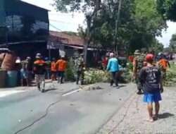 Babinsa Paron Bersama Relawan Melaksanakan Kerja Bakti Membantu Masyarakat Bersihkan Pohon yang Rawan Roboh