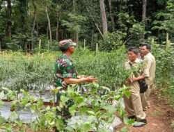 Keikutsertaan Babinsa Guna Menyukseskan Swasembada Pangan
