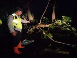 Sigap Polisi Ngawi Tangani Pohon Tumbang, Lalulintas Kembali Normal