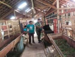 Dukung Peningkatan Potensi Wilayah, Babinsa Komsos Dengan Peternak Kambing