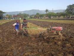 Pendampingan Pertanian, Anggota Kodim 0801/Pacitan Siapkan Lahan Tanaman Padi