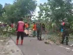 Antisipasi Pohon Tumbang, Anggota Koramil Paron Bersama Warga Tebang Pohon