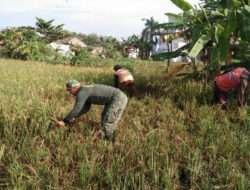 Tanpa Ragu, Babinsa Kelurahan Banjarsari Terjun ke Sawah Bantu Petani Panen Padi