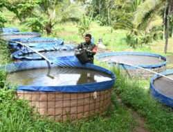 Serma Sudarsono, Babinsa Kreatif dari Kodim 0802/Ponorogo yang Sukses Usaha Ternak Lele