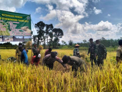 Bantu Pemerintah Dalam Ketahanan Pangan, Kodim 0728/Wonogiri Gelar Panen Raya