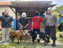 Polisi Ringkus Pemuda Curi Kambing Disembunyikan di dalam Sarung