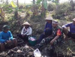 Babinsa Sambi Motivasi Petani Desa Catur