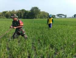Babinsa Bantu Proses Penyiangan Tanaman Padi