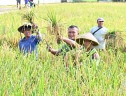 Anggota Kodim 0726/Sukoharjo Bantu Petani Panen Raya di Lahan Demplot Ketahanan Pangan