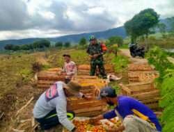 Tingkatkan Ketahanan Pangan, Koramil Krucil Lakukan Pendampingan