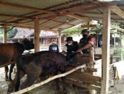 Babinsa Koramil 14/Bringin Aktif Cegah Penyebaran PMK di Desa Binaan