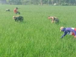 Babinsa Turun ke Sawah Bantu Petani Bersihkan Gulma