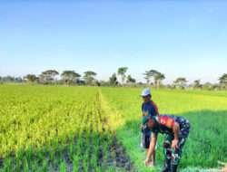 Dampingi Petani, Babinsa Cek Pertumbuhan Tanaman Padi