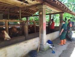 Jaga Hewan Ternak Tetap Sehat, Babinsa Koramil 0801/12 Berikan Pendampingan Vaksinasi