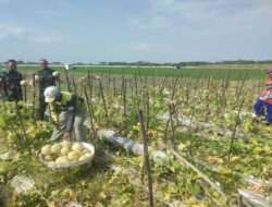 Dandim Ngawi Bersama Anggota Babinsa Geneng Panen Melon di Lahan Persawahan