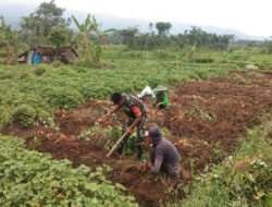 Jaga Stabilitas Ketahanan Pangan, Babinsa Bantu Warga Panen Ubi