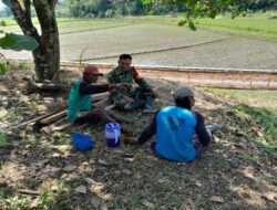 Dukung Ketahanan Pangan, Babinsa Beri Motivasi Petani Garap Lahan Pertanian