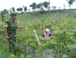 Dukung Ketahanan Pangan, Babinsa Selo Komsos dengan Petani Cabe
