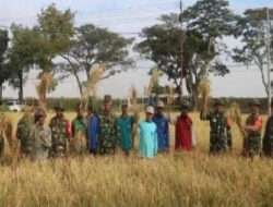 Kodim 0812 Lamongan Gelar Panen Raya