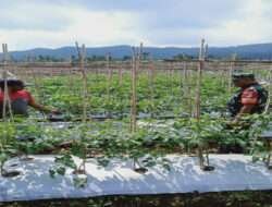 Komsos, Koramil Krucil Pendampingan Petani Tomat