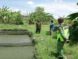 Wujudkan Ketahanan Pangan, Babinsa Banyuanyar Lakukan Pendampingan Kepada Peternak Lele