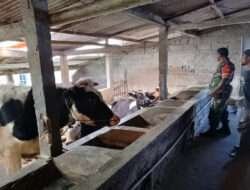 Datangi Kandang Sapi, Babinsa Beri Motivasi