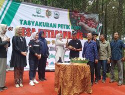 Perhutani Gelar Tasyakuran Petik Kopi di Ketapanrame