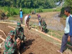 Permudah Angkut Hasil Tani, Babinsa Koramil Mojosongo Bantu Betonisasi Jalan Pertanian