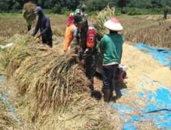 Jaga Stabilitas Ketahanan Pangan, Babinsa Kendal Bantu Warga Masyarakat Panen Padi