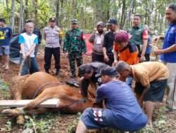 Komsos Babinsa Disela Pemantauan Penyembelihan Hewan Qurban