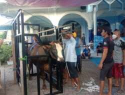 Pimpinan Ranting Muhammadiyah Selenggarakan Penyembelihan Hewan Kurban di Dua Tempat