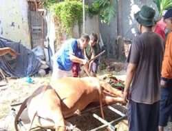Hari Besar Idhul Adha, MTA Sidoarjo Sembelih Enam Ekor Sapi