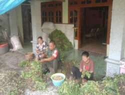 Dalam Rangka Dorong Motivasi dan Semangat masyarakat, Babinsa Komsos dengan Petani Kacang Tanah