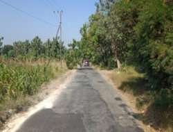 Relawan Pemangkas Pohon di Jalan Poros Kecamatan