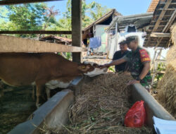 Berikan Vaksin Pada Hewan Ternak, Ini Harapan Babinsa Selogiri