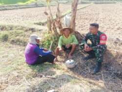 Keakraban Babinsa Dengan Petani Sambil Ngobrol di Tengah Sawah