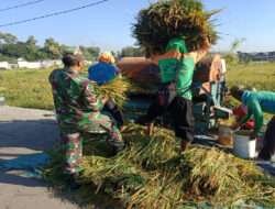 Dibawah Terik Matahari, Babinsa Banjarsari Bantu Petani Panen Padi