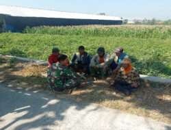 Sukseskan Ketahanan Pangan, Babinsa Komsos Dengan Petani Binaan