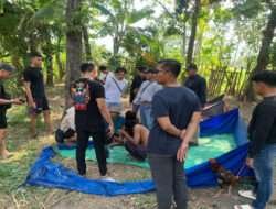 Satreskrim Polres Situbondo Grebek Judi Sabung Ayam Beromzet Puluhan Juta
