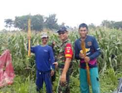 Pendampingan Babinsa Berbuah Manis Saat Bersama Petani Panen Jagung